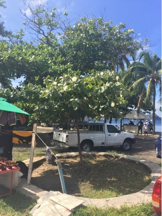 Old Almond Tree