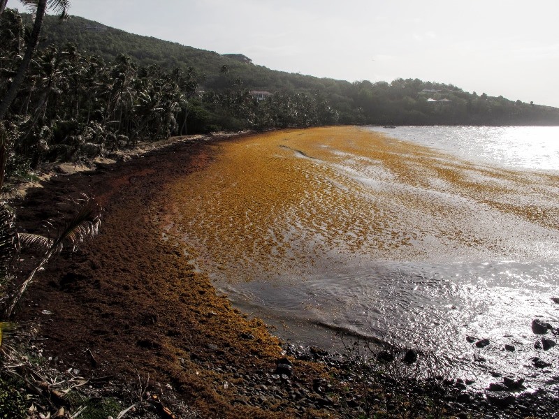 Sargassum Clean Up at Industry