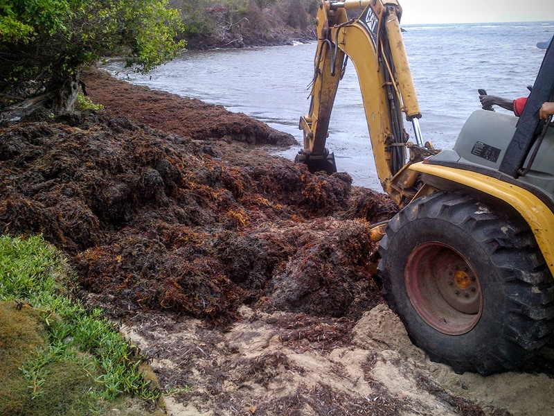 Sargassum Clean Up at Industry